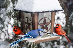 bird feeder in winter with birds