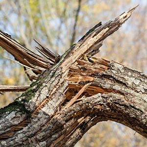 Broken Branch