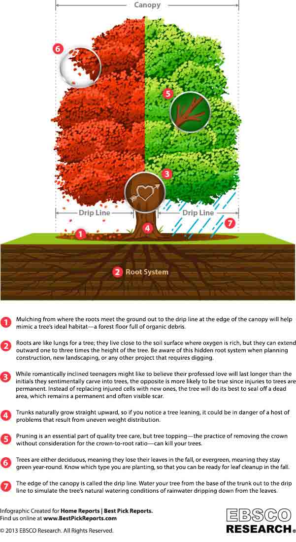 How To Care For Different Parts Of A Tree