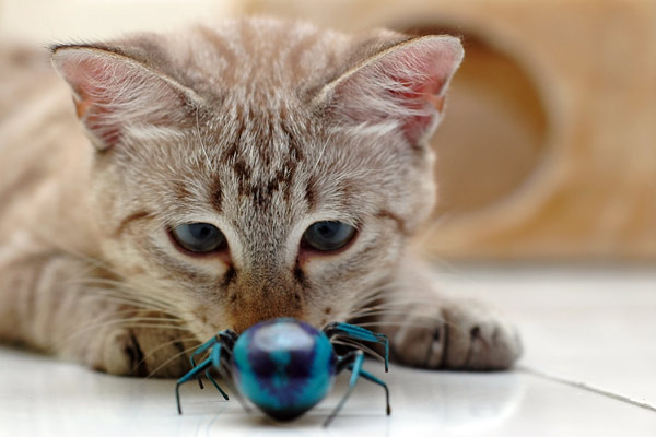 Cat Playing with Bug