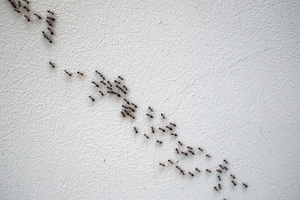 chain of ants crawling across white wall