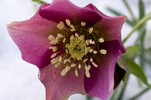 christmas rose flower