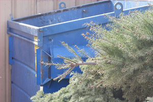 dry Christmas trees by disposal bin