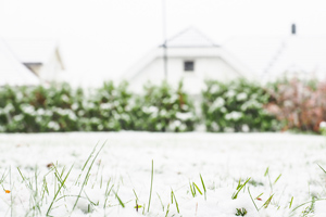 grass poking through snow in yard