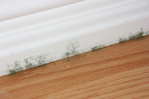 House Mold Problem