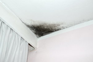 mold in corner of white ceiling next to white curtain