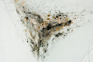 Mold Growth