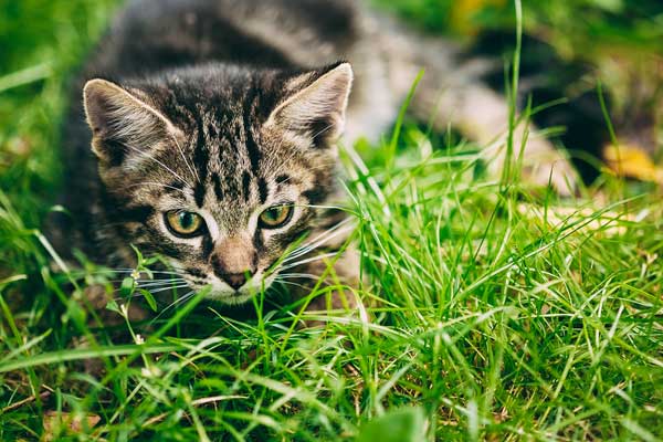 Cat Ready to Pounce