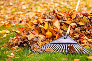 rake laying on pile of leaves