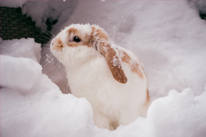 white and brown rabbit sitting in snow