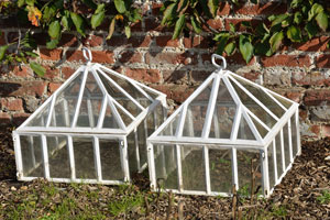 white cloches covering plants