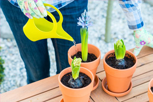 woman wearing gloves watering three potted plants