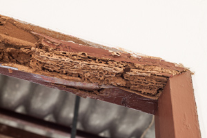 wooden door frame with termite holes and damage