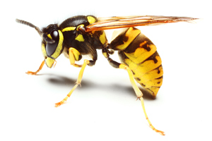 Yellow Jackets