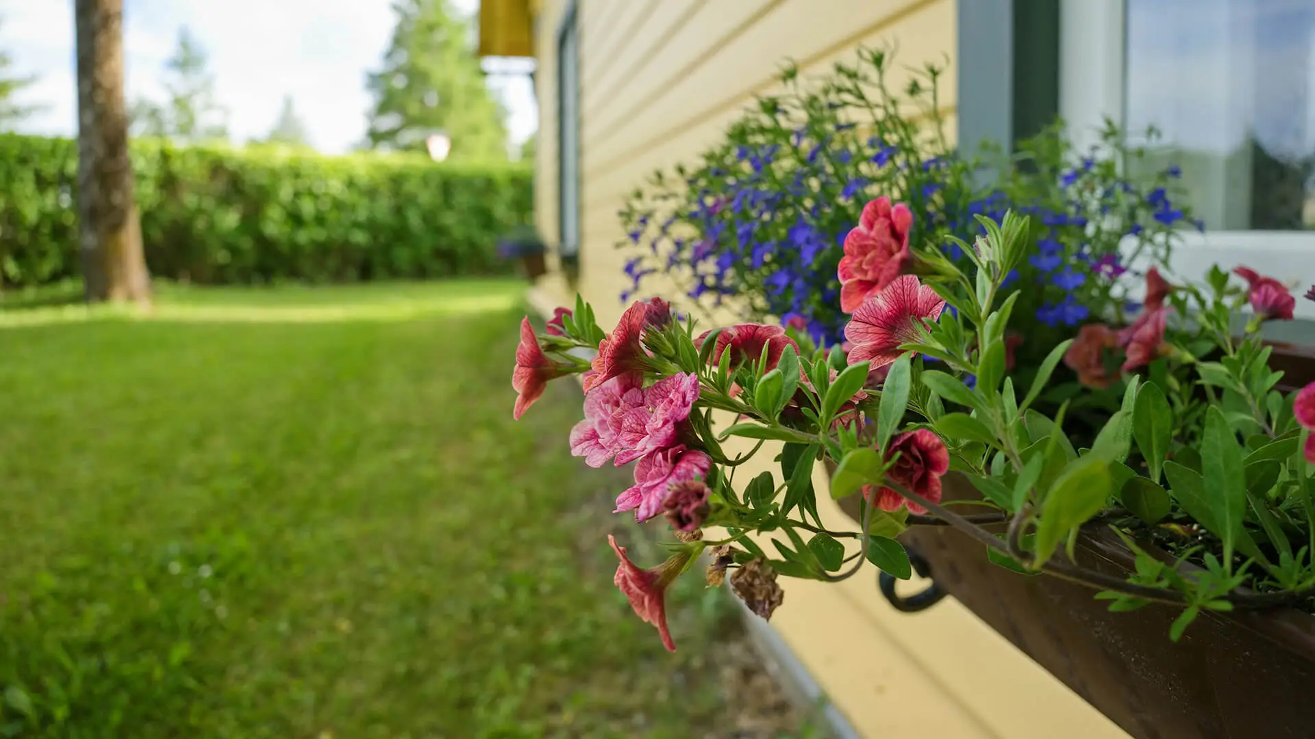 A window box filled with pink and blue flowers next to a yellow house.