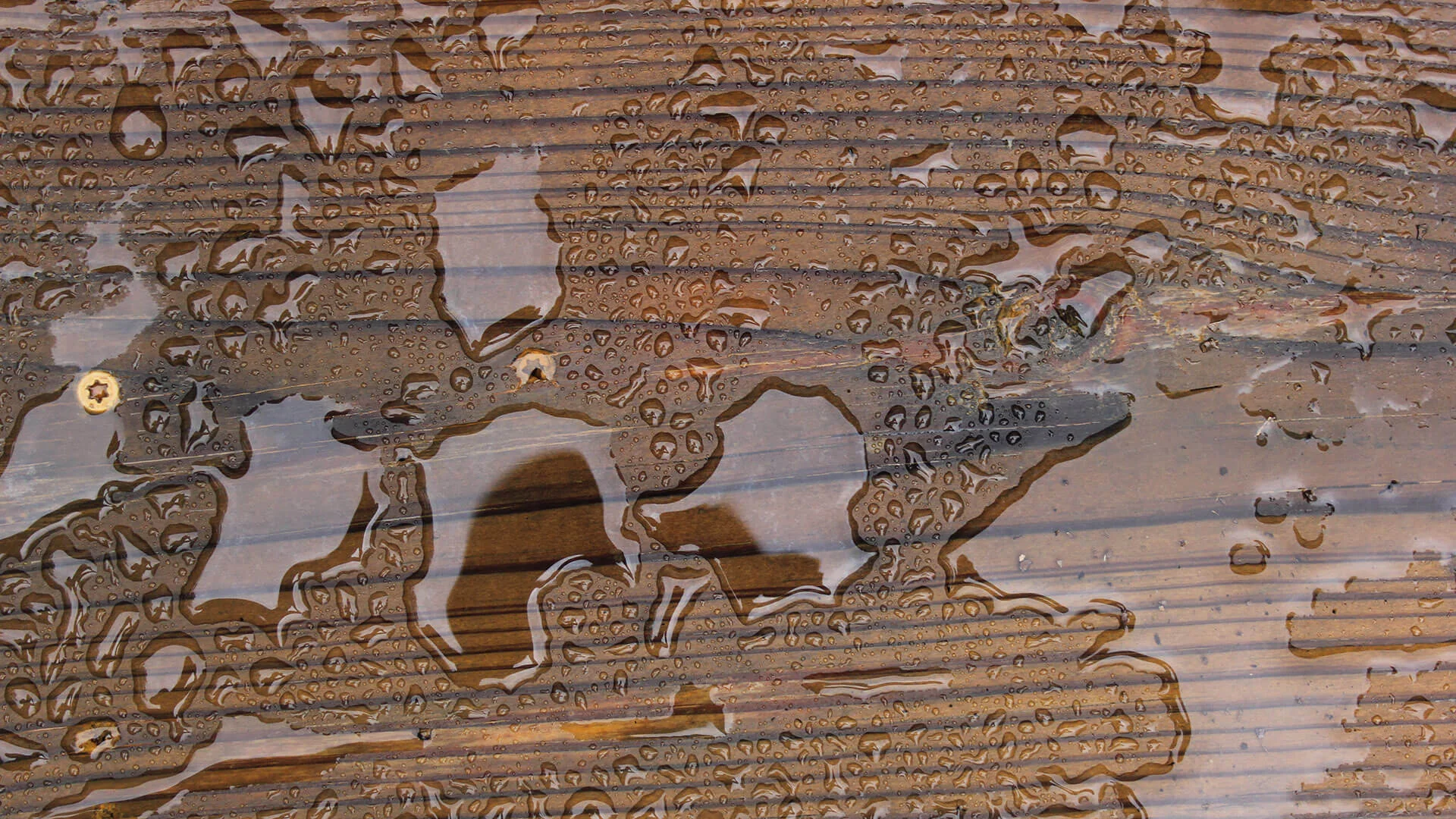 Fence Staining & Sealing